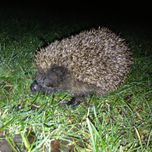 Fordell_hedgehog